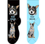 Blue Heeler