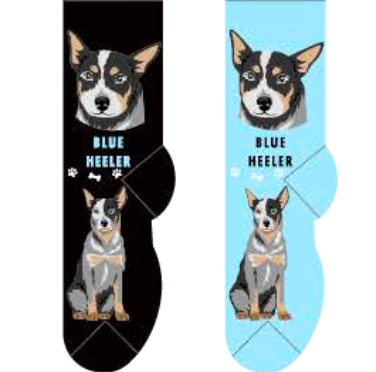 Blue Heeler Hover Image