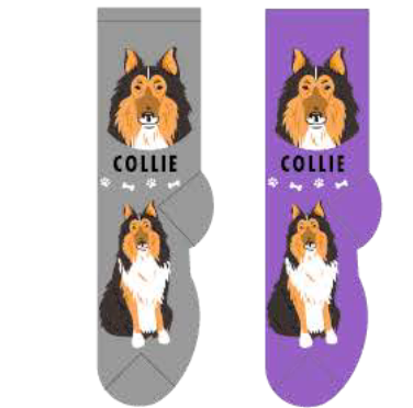 Collie Hover Image