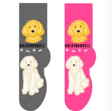 Golden Doodle