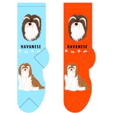 Havanese Main Image
