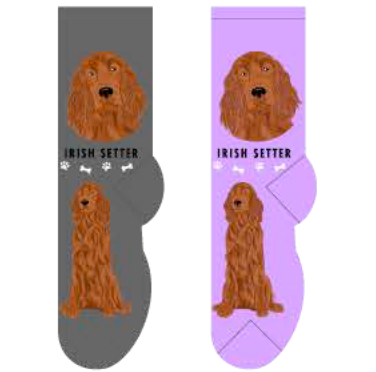 Irish Setter
