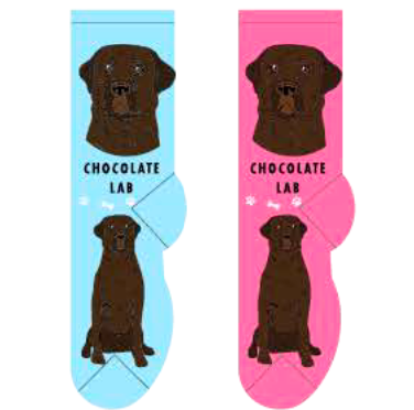 Chocolate Lab