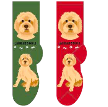 Labradoodle