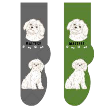 Maltese Main Image